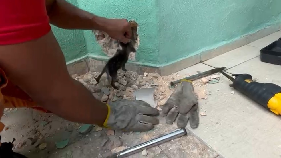 Bombeiros resgatam gatos presos em cano de casa, em Fortaleza. — Foto: Corpo de Bombeiros/Reprodução