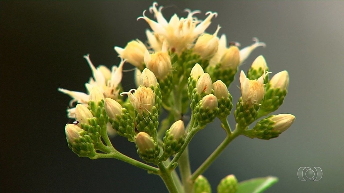 Cerrado tem grande biodiversidade de plantas medicinais