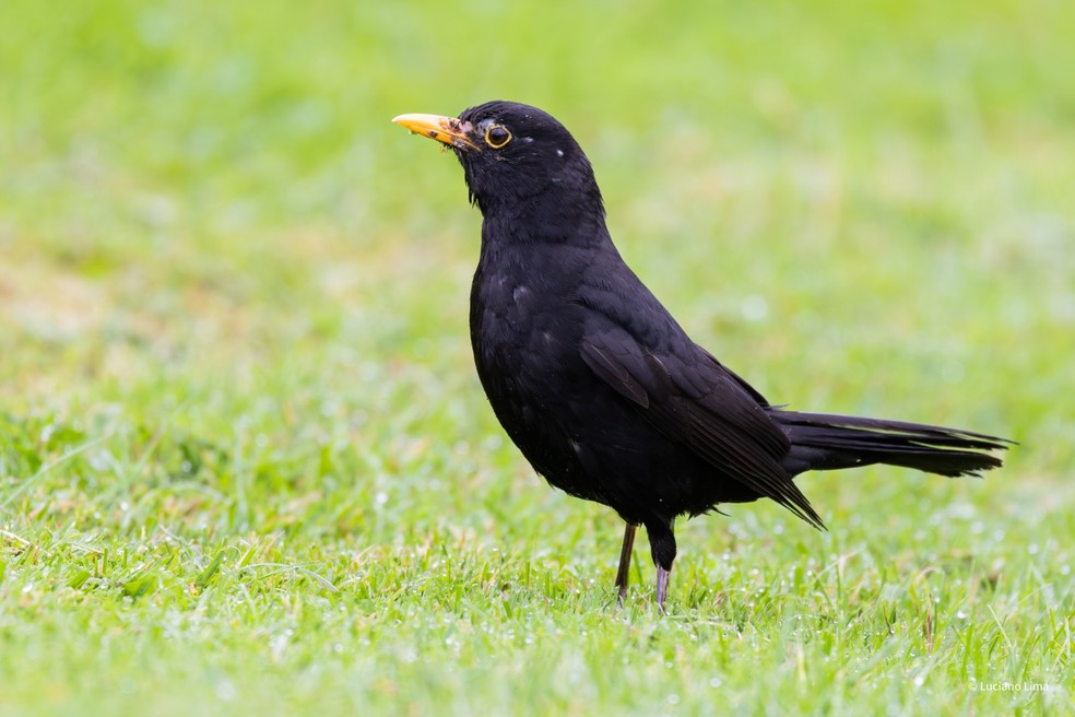 Conheça o 'Blackbird', a ave imortalizada na canção dos Beatles