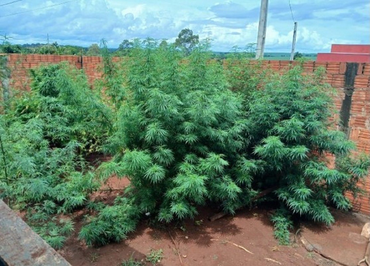 Operação contra tráfico de drogas apreende pés de maconha e haxixe no interior de SP; um homem foi preso