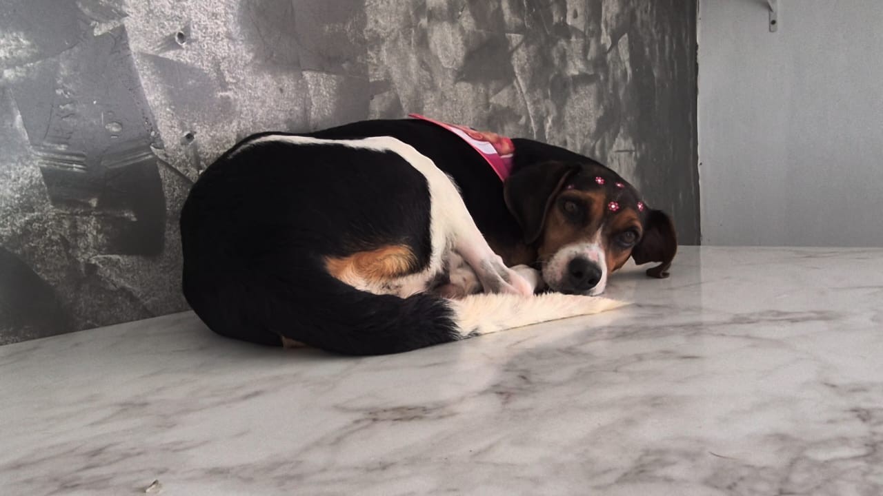 Cadela resgatada após ser arrastada por tutor é diagnosticado com câncer e batizada de 'Vitória' em RO