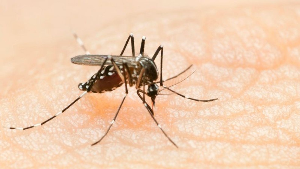 Mosquito da dengue — Foto: GETTY IMAGES via BBC