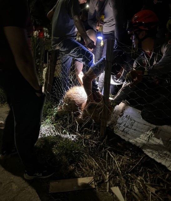 Vídeo: capivara procurada há 1 mês com 'arco' preso ao corpo é capturada e liberada em Piracicaba