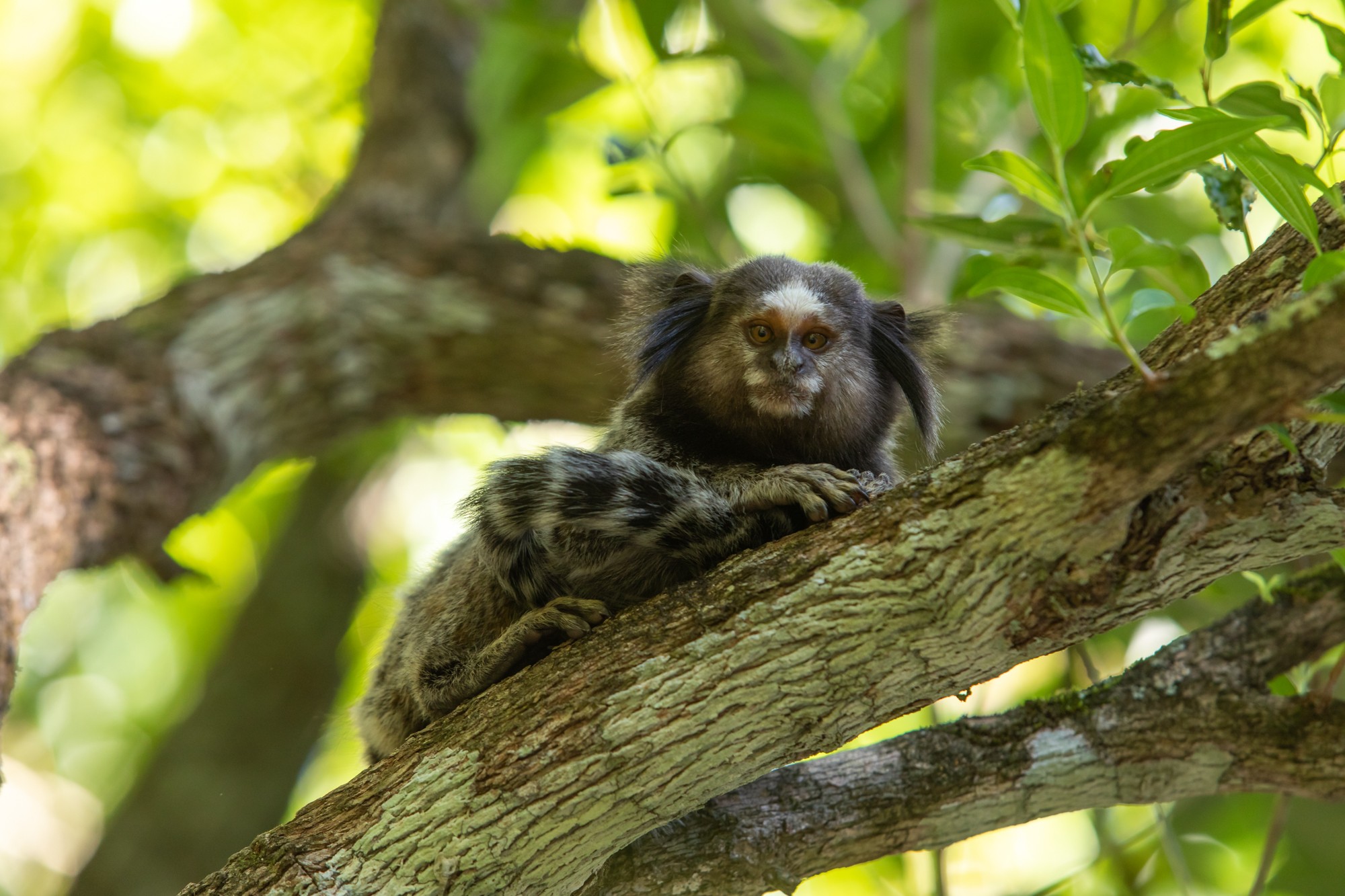 Alta de ataques de macacos em Florianópolis alerta para raiva e alimentação por humanos 