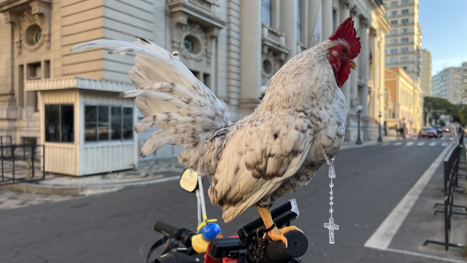 Galo garnisé participa de procissão de Corpus Christi com terço no pescoço em cima de bicicleta no RS