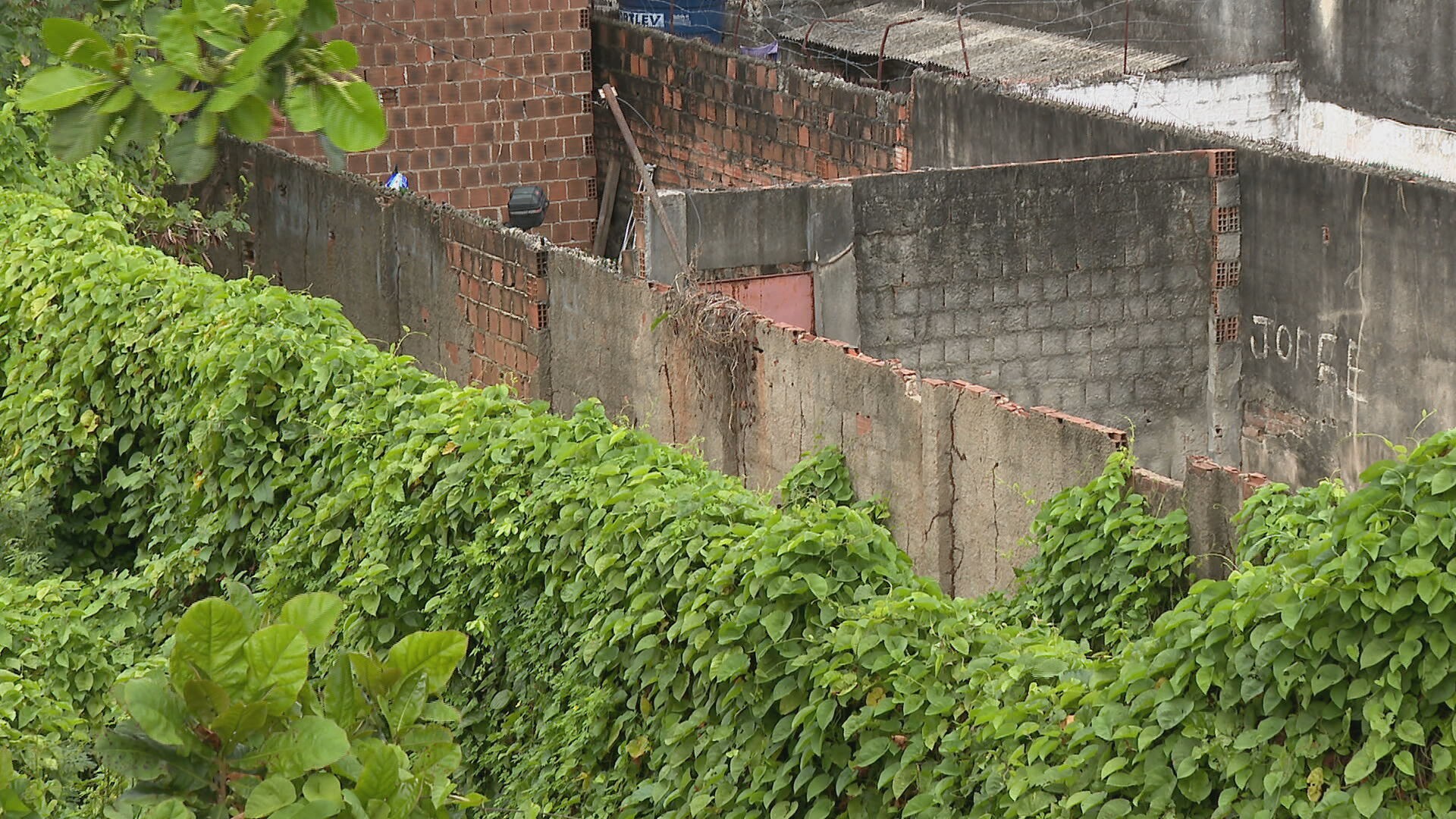 Cobras capturadas em 'infestação' no Recife são jiboias e não são venenosas, diz biólogo