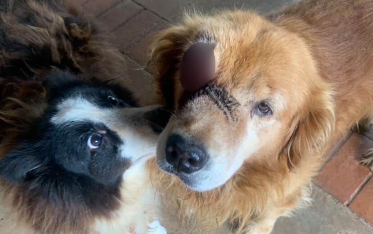 Mulher denuncia maus-tratos contra cães de canil em condomínio de alto padrão em Sorocaba