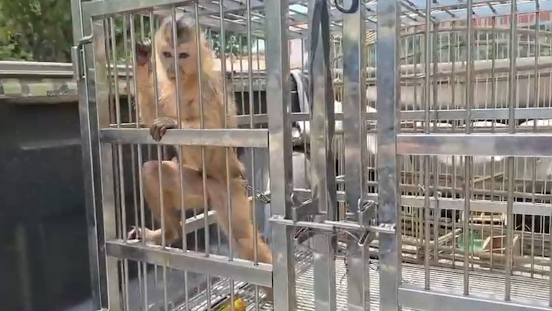 URGENTE: Macaco-prego e Pássaros Resgatados em Operação Chocante no Piauí!
