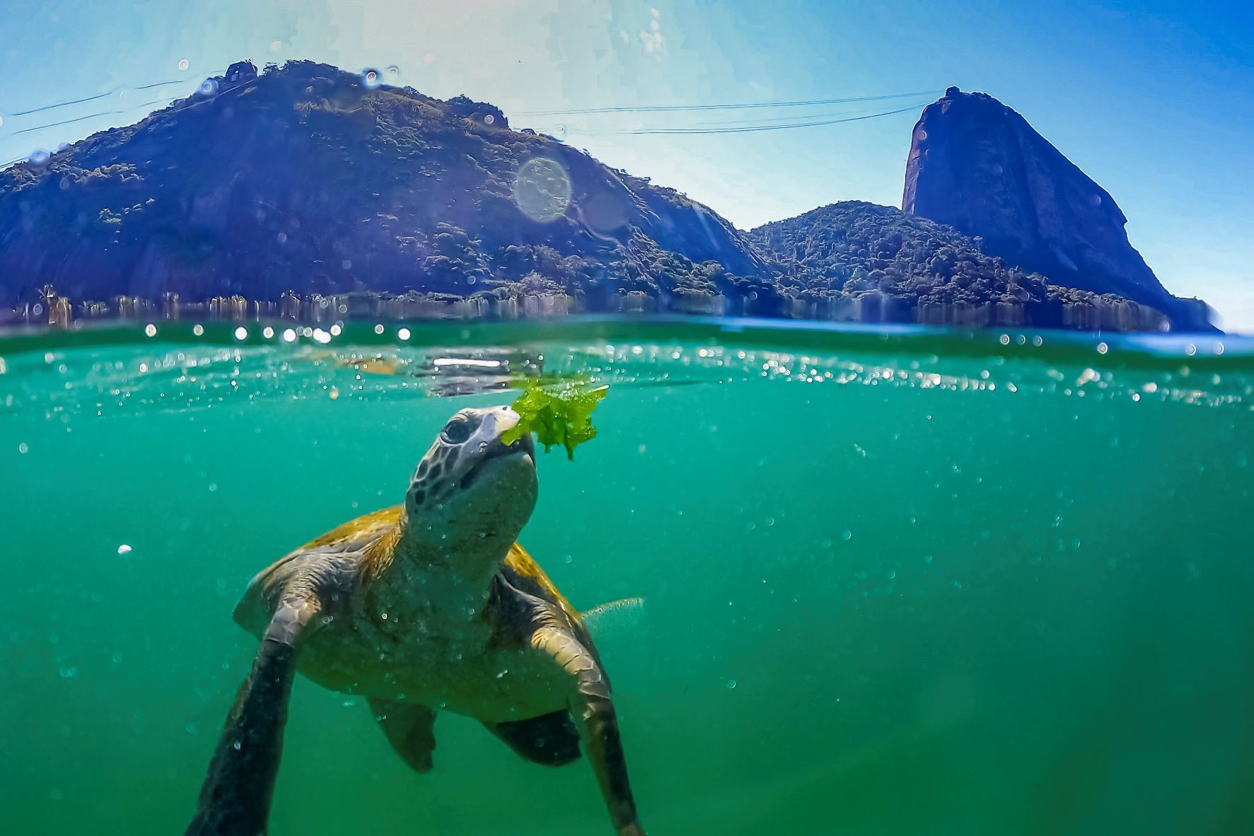 Ilhas do Rio: projeto que monitora Cagarras completa 15 anos com programação aberta no Arpoador