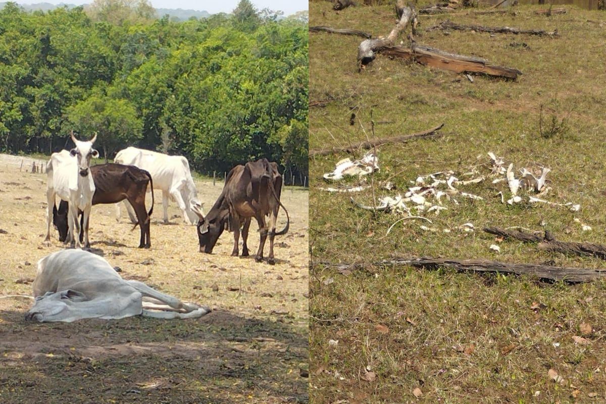 Fazendeiro é multado por maus-tratos a 500 cabeças de gado em MS
