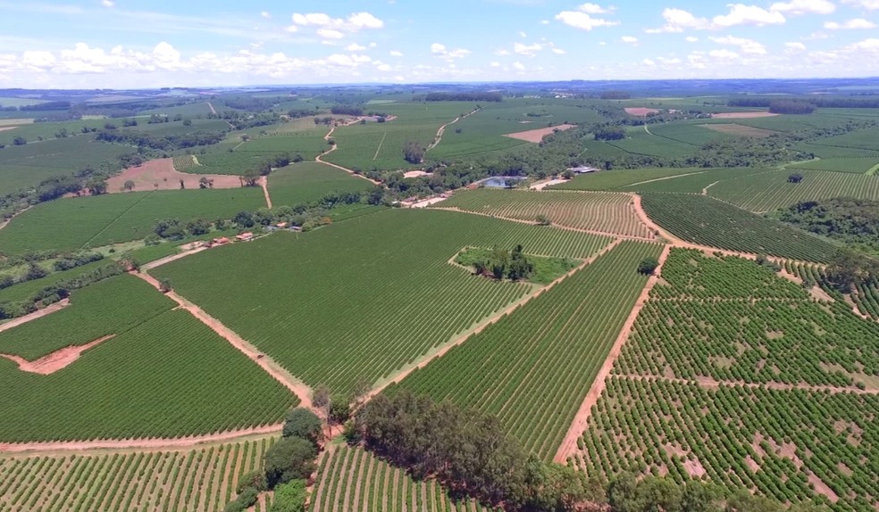 Café — Foto: Reprodução/EPTV
