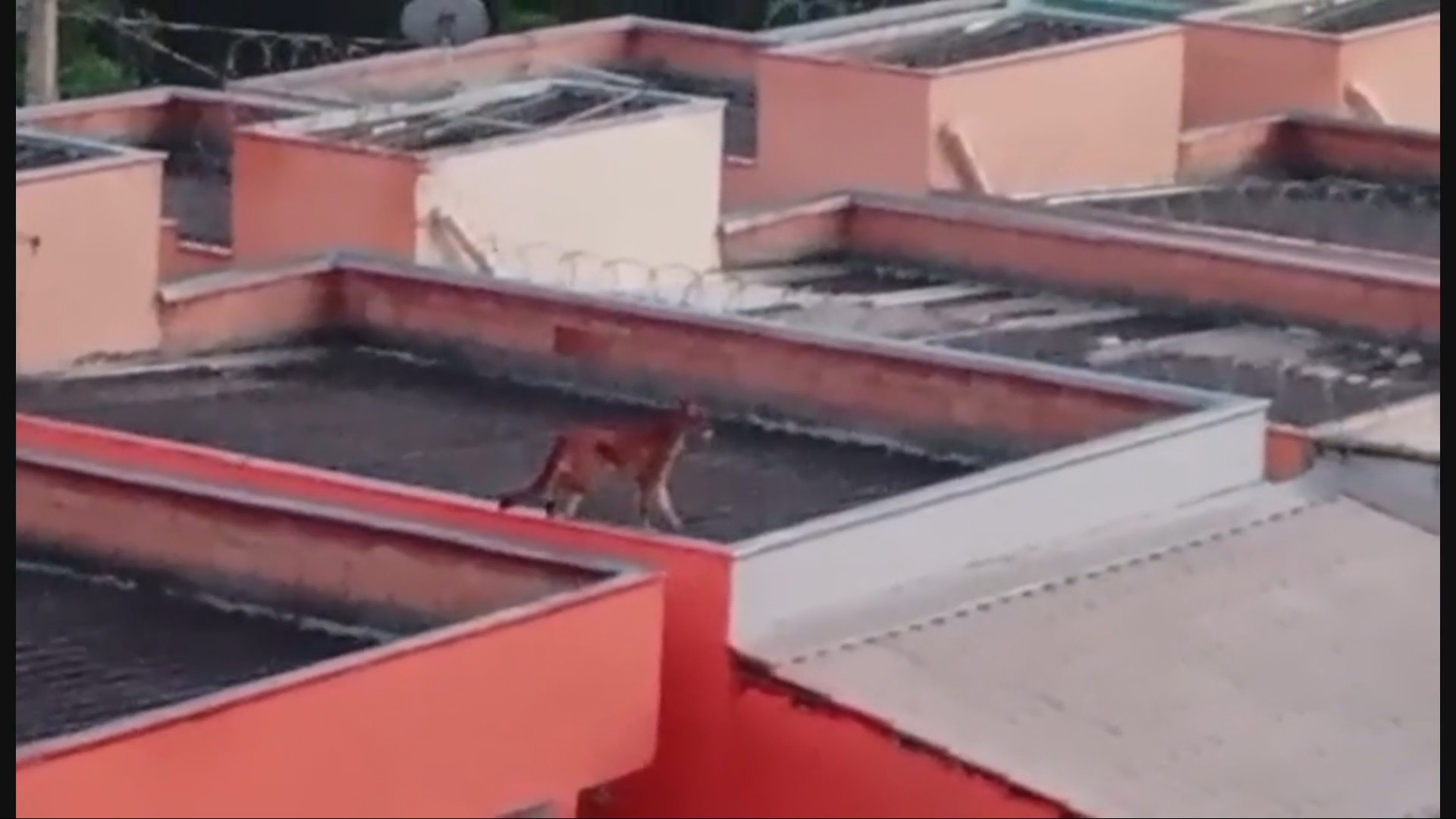 Onça é novamente flagrada caminhando por bairro de cidade da Grande BH; VÍDEO