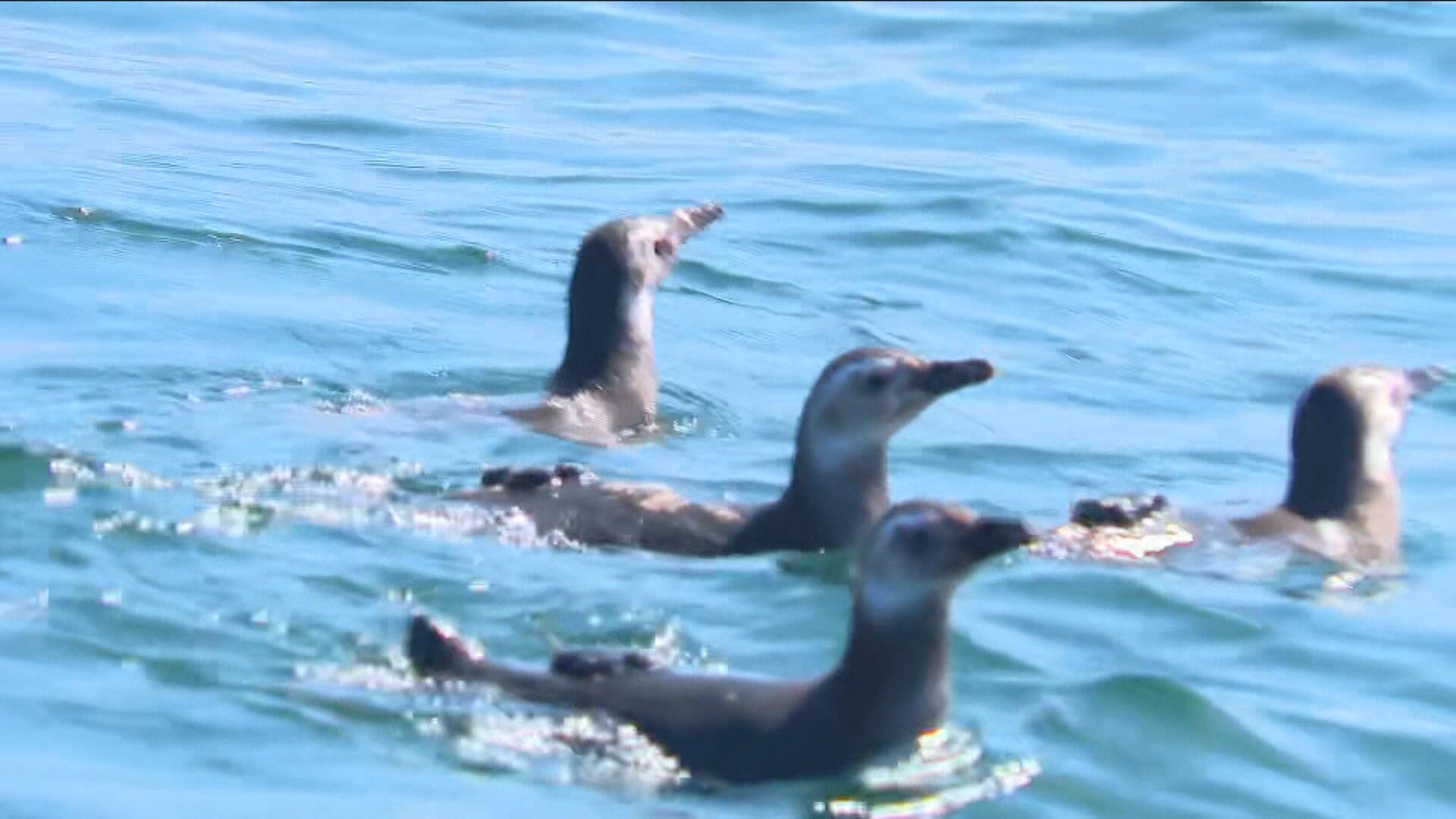 Seis pinguins-de-Magalhães são devolvidos ao mar após reabilitação no RJ