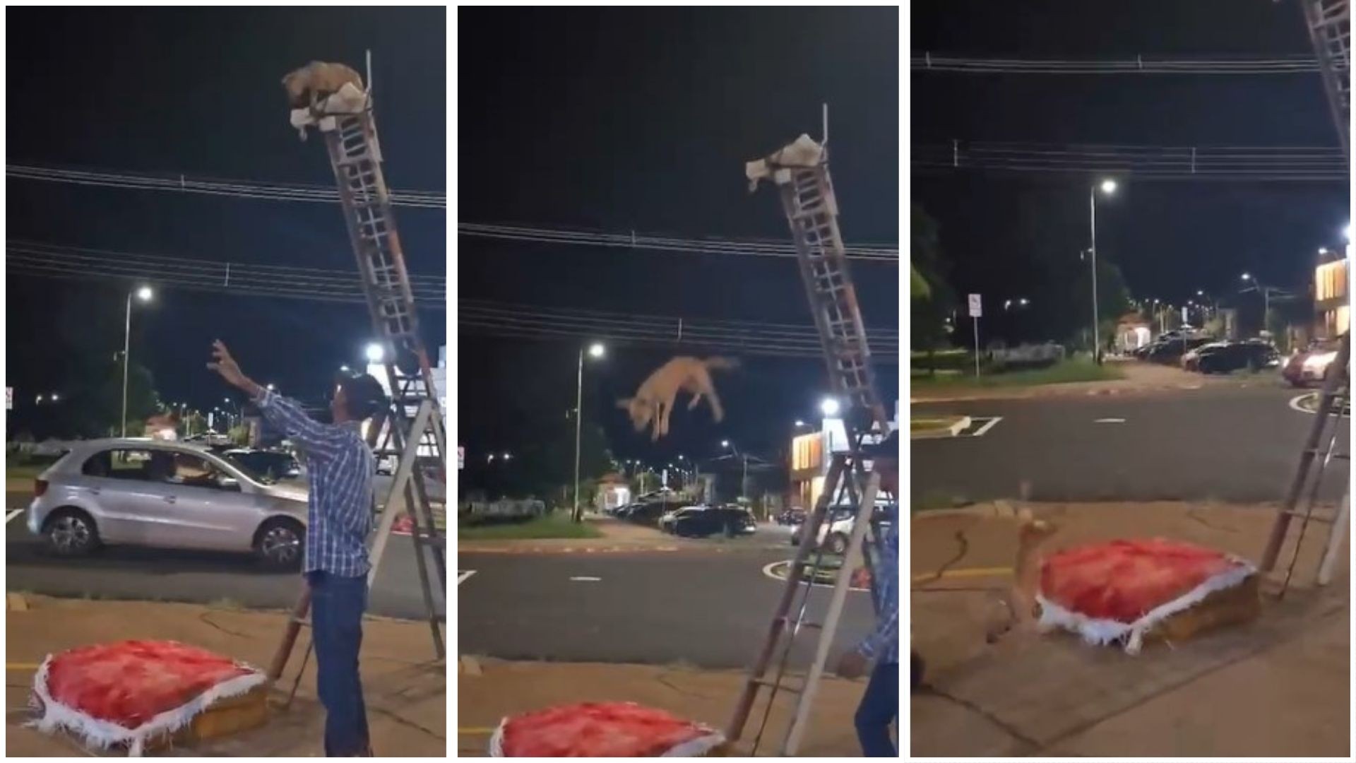 Homem faz cão pular de escada e bater a cabeça na calçada durante acrobacia em Barretos; VÍDEO