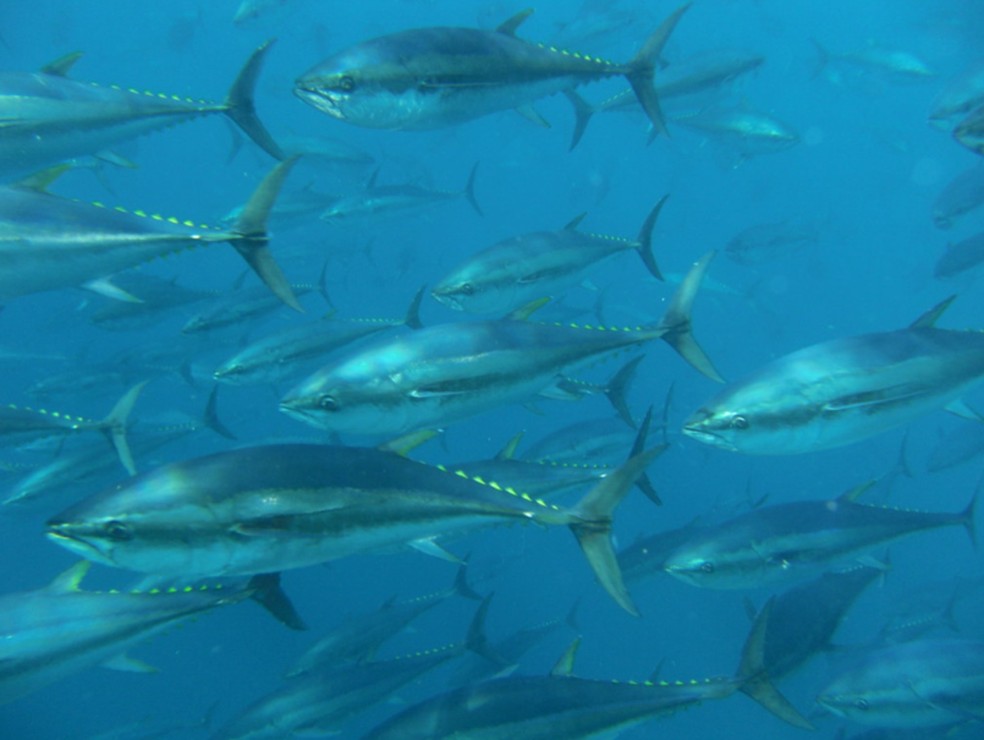Atum bluefin da espécie Thunnus Thynnus. — Foto: Tom Puchner