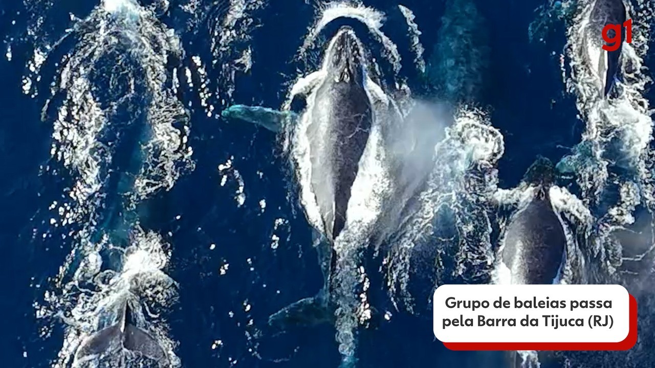 Grupo de baleias-jubarte é visto na orla do Rio