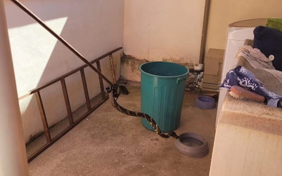 Cobra caninana de quase 2 metros é encontrada embaixo de tanque de moradora de Guaxupé, MG — Foto: Corpo de Bombeiros