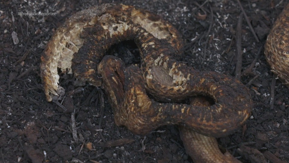 Carcaças de dezenas de animais queimados pelo fogo são encontradas no Pantanal — Foto: Reprodução/TV Globo