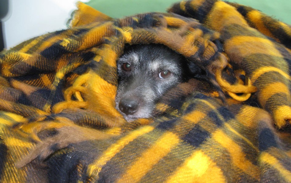 Amigo Pet: Saiba como proteger os cães do frio durante o inverno