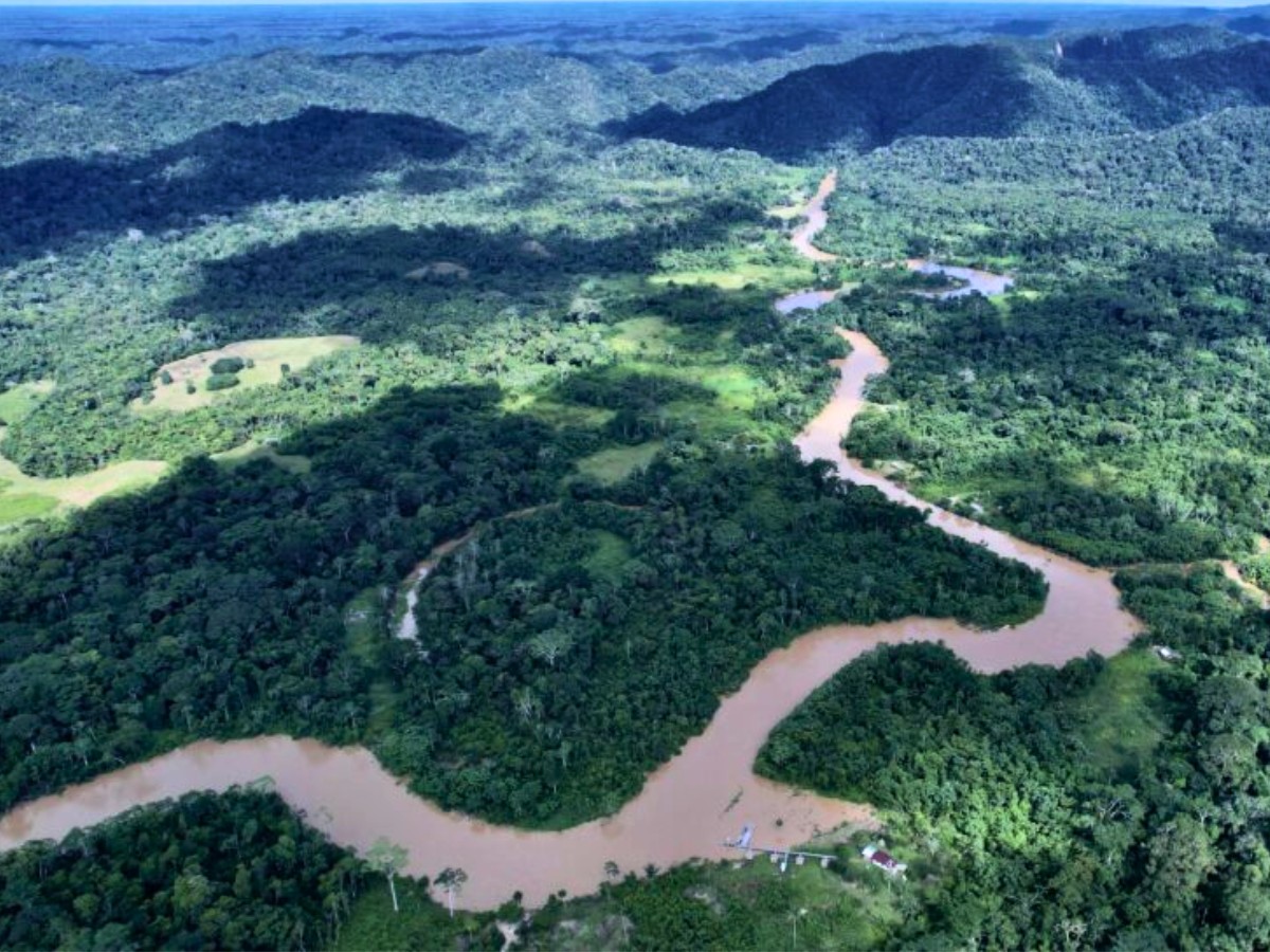 Inseto raro 'esquecido' há 103 anos é encontrado na Amazônia por pesquisadores da Unesp 