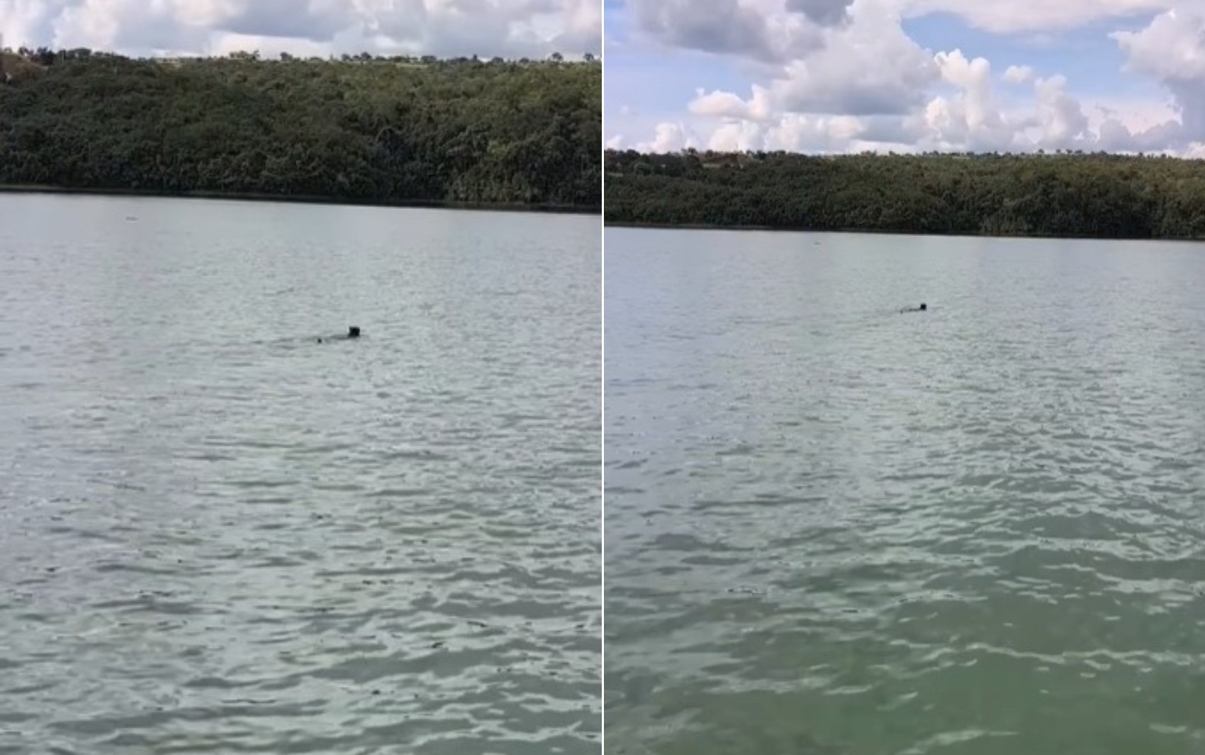 Onça com filhote encantam ao atravessar juntos lago em Goiás