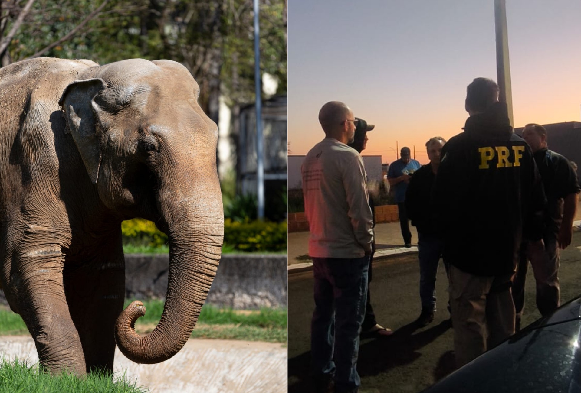 Elefante Sandro passa por MS a caminho de santuário e deve fazer parada em Campo Grande