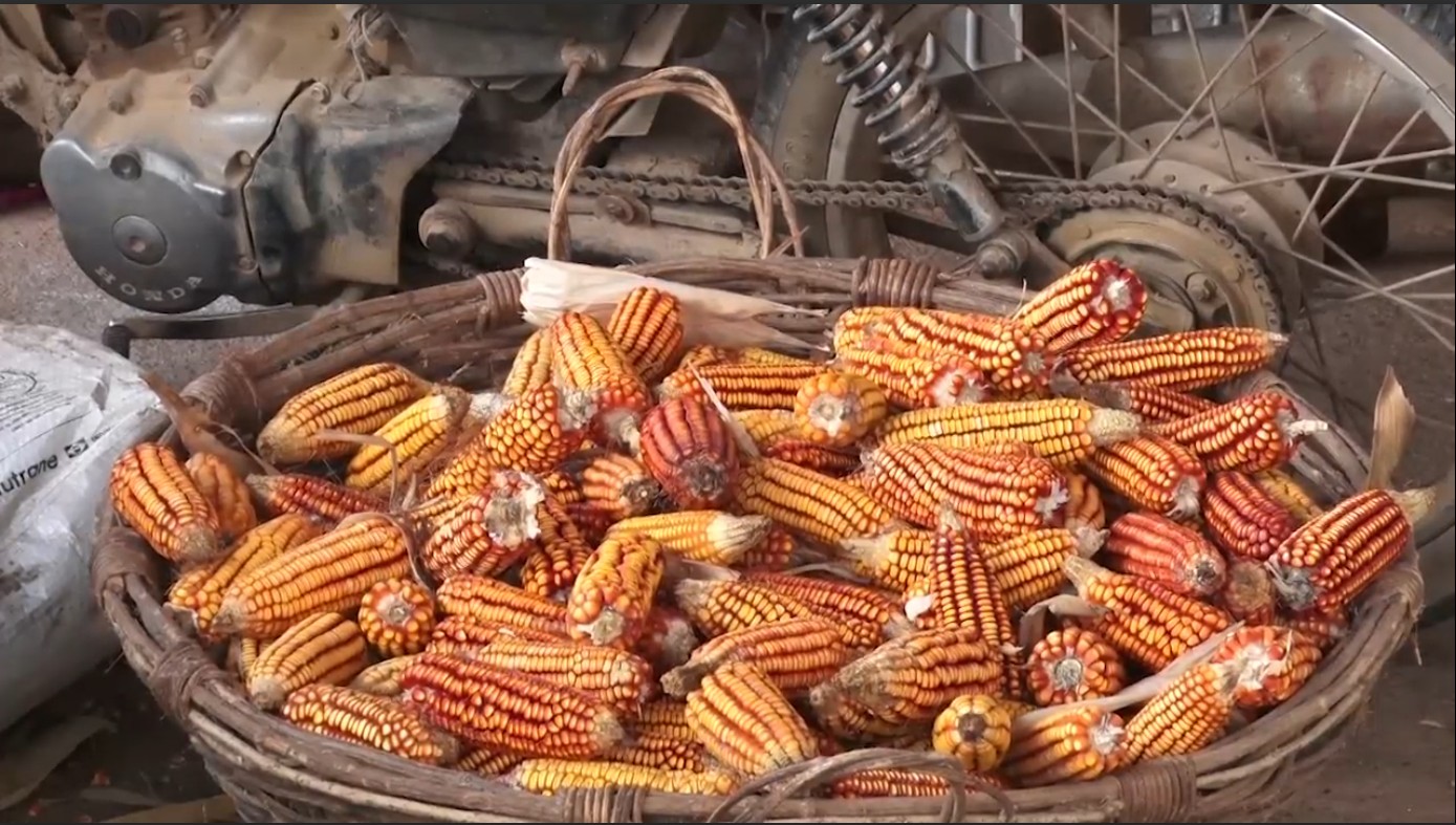 Cuscuz crioulo: milho ancestral plantado em Caruaru resiste ao tempo e conquista o mercado nacional