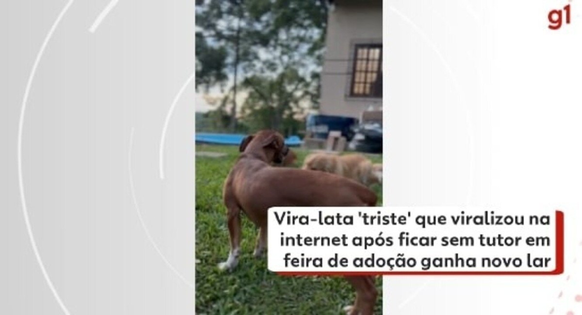 Vira-lata 'triste' que viralizou após não ser escolhida por ninguém em feira  de adoção ganha novo lar: 'Trouxe alegria, amor e carinho', Paraná