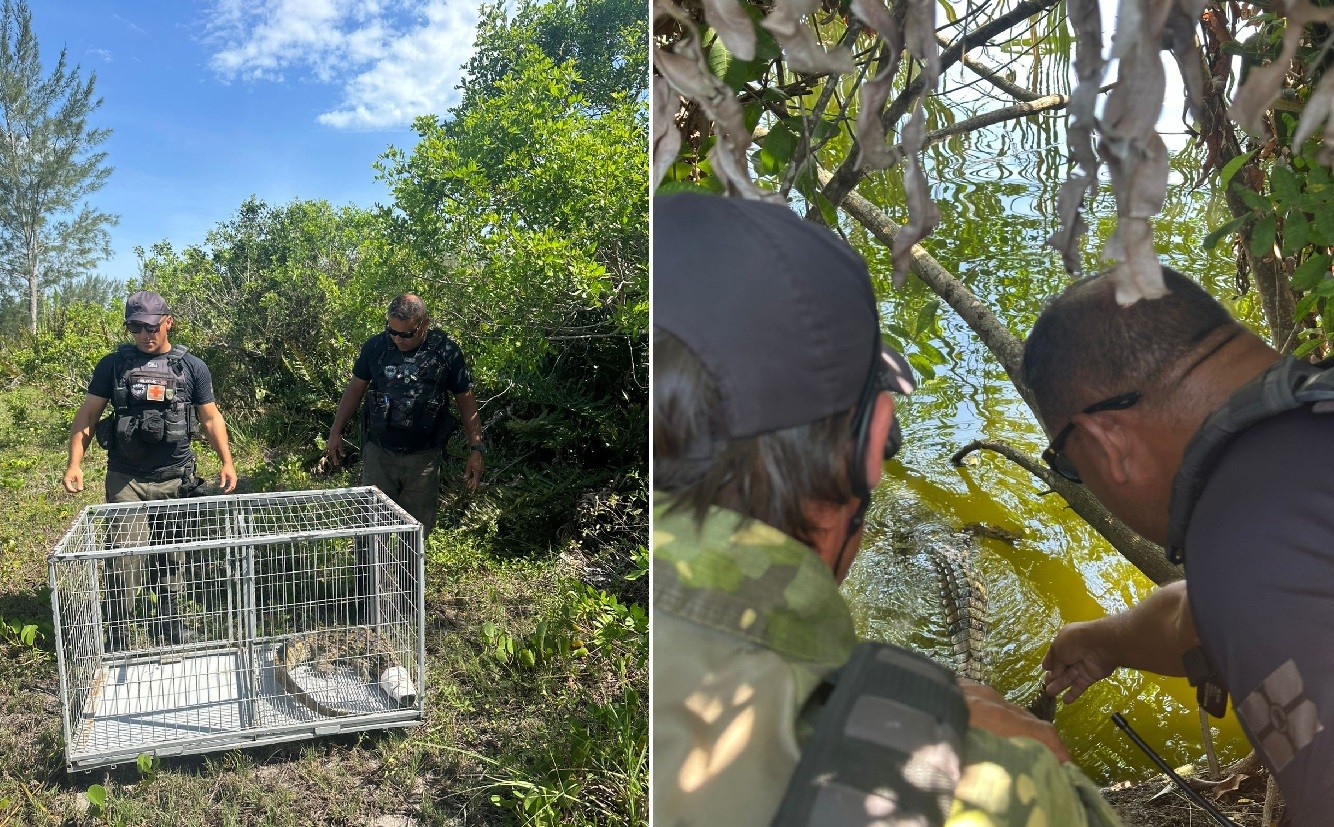 Jacaré aparece na Lagoa de Araruama e surpreende moradores de Arraial do Cabo