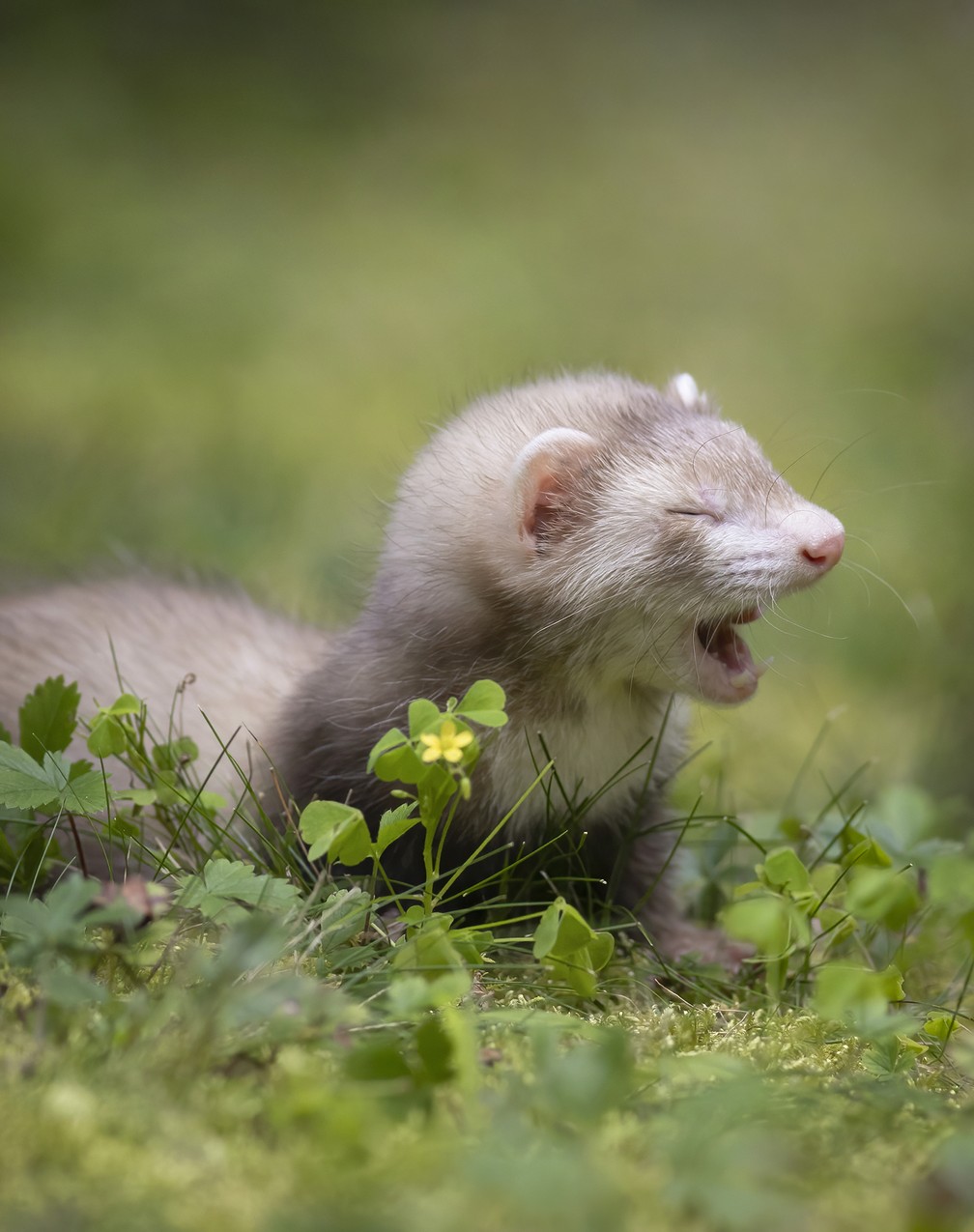 'A primeira caminhada ao ar livre', finalista do Comedy Pet Photo Awards — Foto: Darya Zelentsova/Comedy Pets