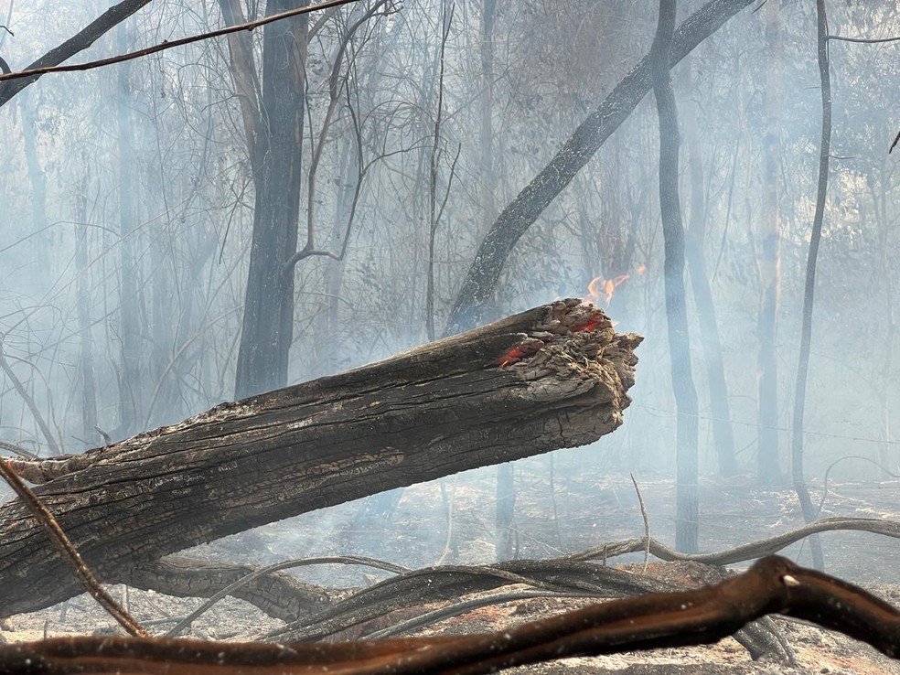 Incêndio atingiu uma extensa área em São José do Rio Preto (SP) — Foto: TV TEM / Rogério Pedrozo