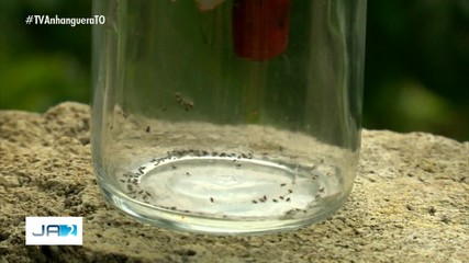 Febre Oropouche: veja o que atrai o mosquito transmissor da doença