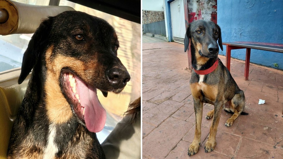 2 de 3
Cão Valente, de Ourinhos (SP), tem 'passe livre' nos ônibus da cidade — Foto: Reprodução/Grupo Avoa