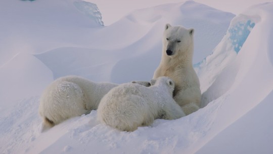 'Planeta Gelado': a importância do gelo na alimentação dos ursos polares e o risco do aquecimento global para sobrevivência desses bichos - Programa: Fantástico 