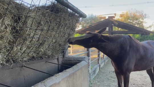 Estiagem afeta pastagens e aumenta demanda por feno - Feno é um dos alimentos nutritivos para cavalos.