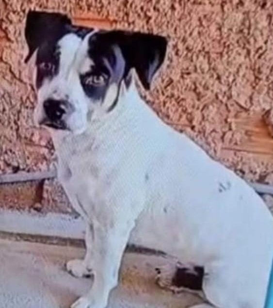 MP denuncia suspeito de matar cachorro da vizinha após animal ‘ter avançado no filho dele’; cão foi amarrado e arrastado por carro na SP-563, em Presidente Venceslau