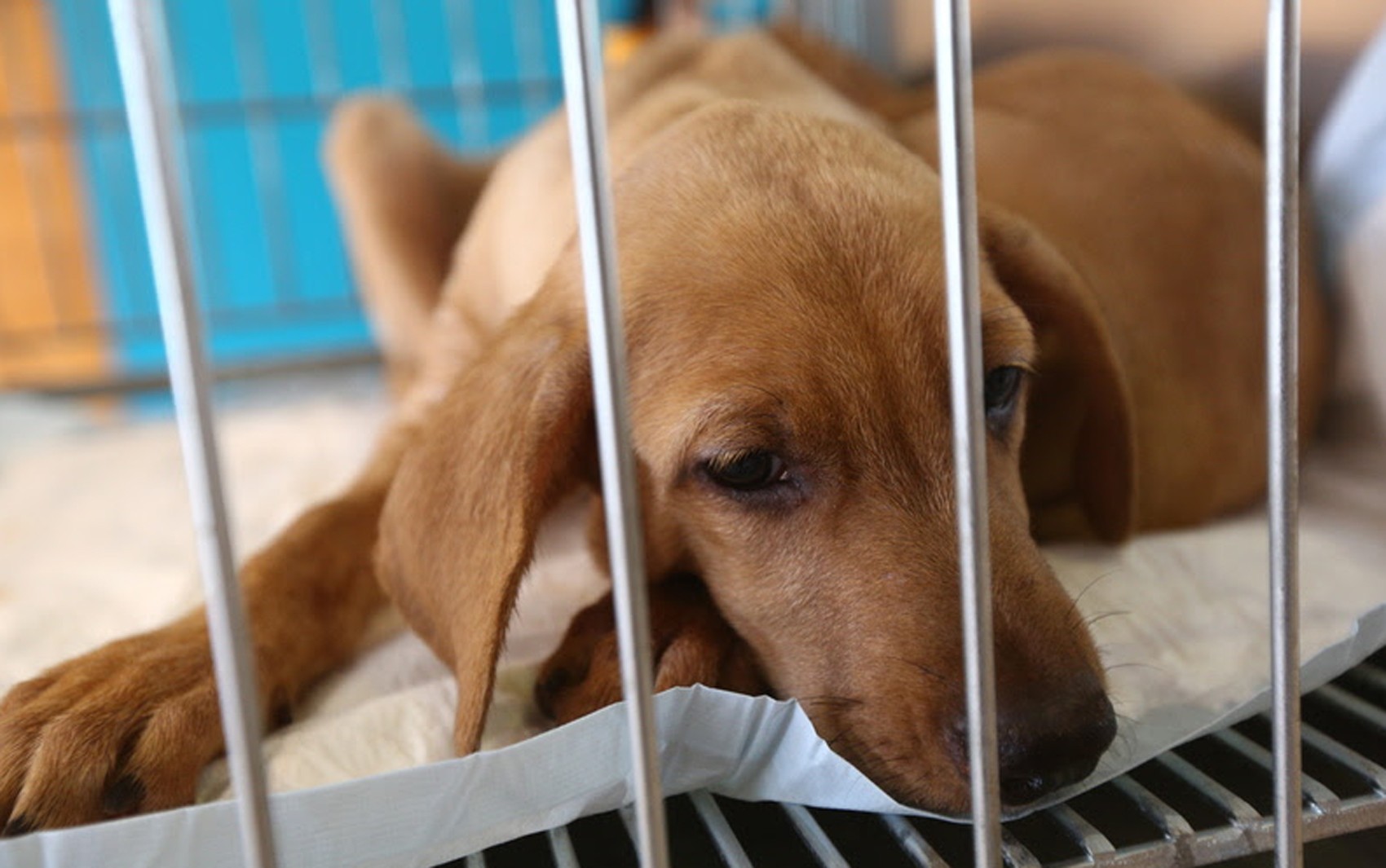 Ribeirão Preto sanciona lei que prevê multa de até R$ 50 mil em maus-tratos contra animais