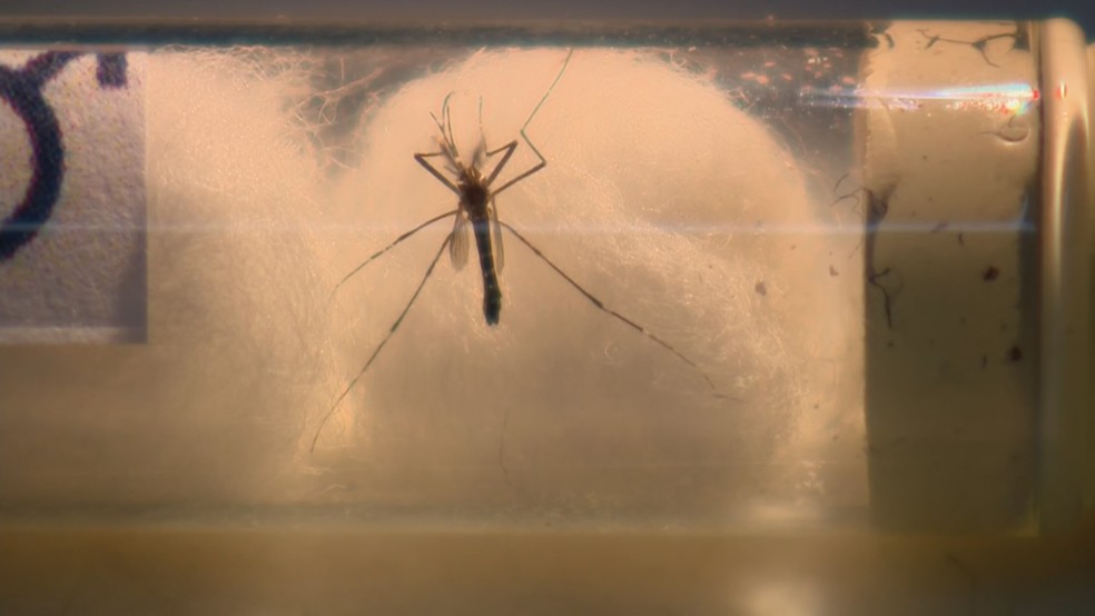 Mosquito Aedes aegypti, transmissor da dengue — Foto: Reprodução/RBS TV