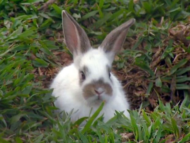 Cidade na Itália vai transferir coelhos invasores de cemitério após reclamações de parentes de falecidos