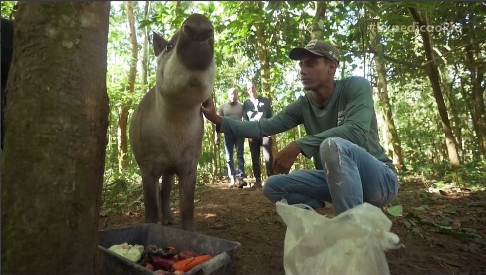 Projeto reinsere antas na Reserva do Guapiaçu — Foto: Reprodução/Expedição Rio