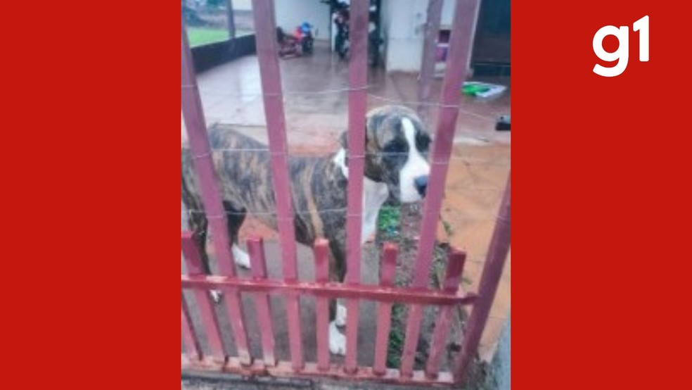 Um idoso de 68 anos foi preso neste domingo (4), em Nova Guarita, a 676 km de Cuiabá, suspeito de praticar zoofilia contra uma cadela. — Foto: PM-MT