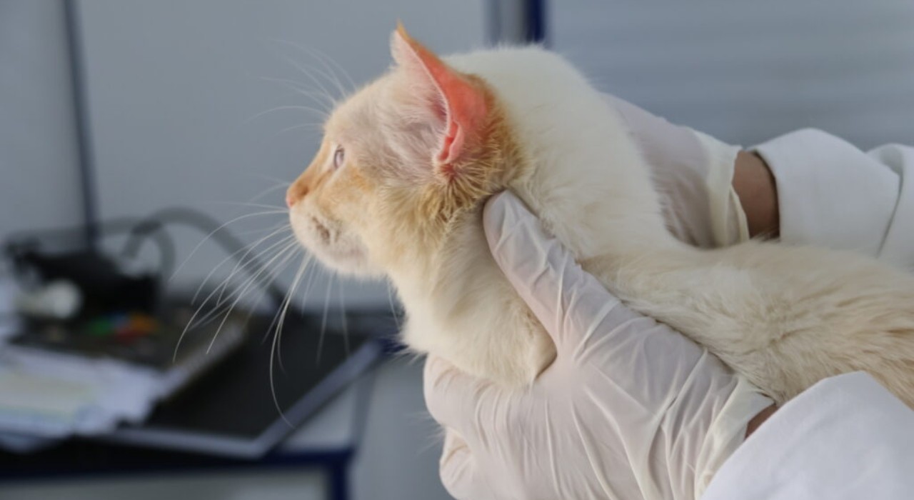 Consultório veterinário móvel atende pets gratuitamente em bairro de Sorocaba; veja como participar