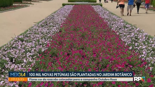 100 mil novas petúnias são plantadas no Jardim Botânico - Programa: Meio Dia Paraná - Curitiba 