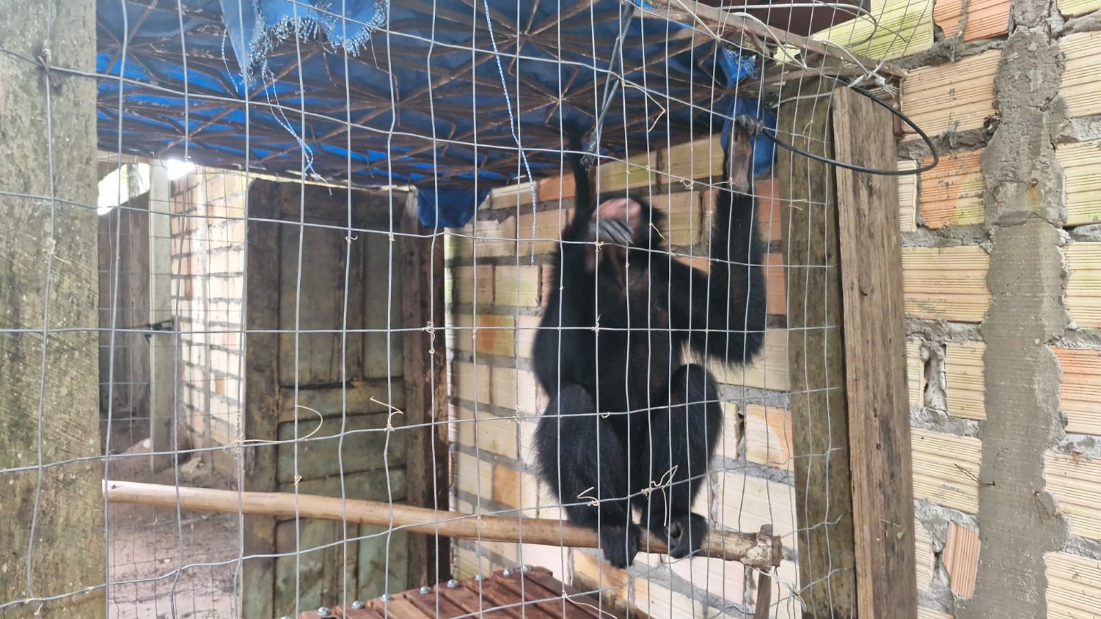Filhote de peixe-boi e fêmea de macaco-aranha são levados de Santarém para Belém