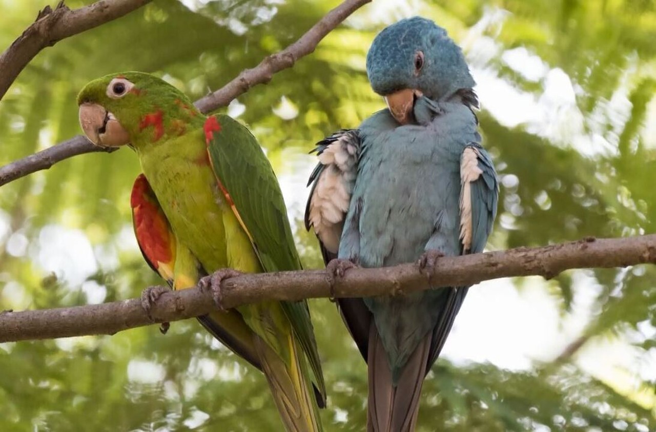 Entenda por que existem maritacas de outras cores | G1