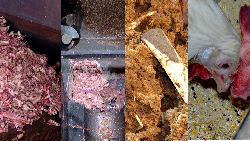 Carne, ossos e gordura que iriam para o lixo se transformam em ração e alimentos para outros animais no Espírito Santo — Foto: Reprodução/TV Gazeta