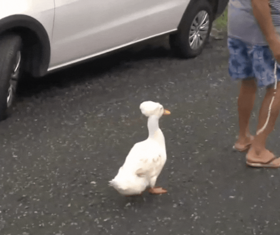 Homem ganha 'marreco de pompom' da bisneta e animal passa a acompanhar tutor até no mercado em SC: 'Como se fosse filho meu'