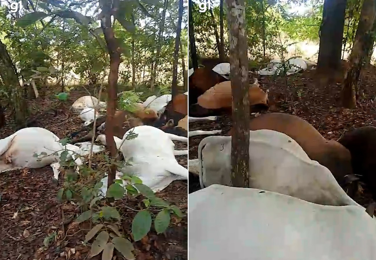 Rebanho de gado morre após ser atingido por raio em fazenda no TO; VÍDEO