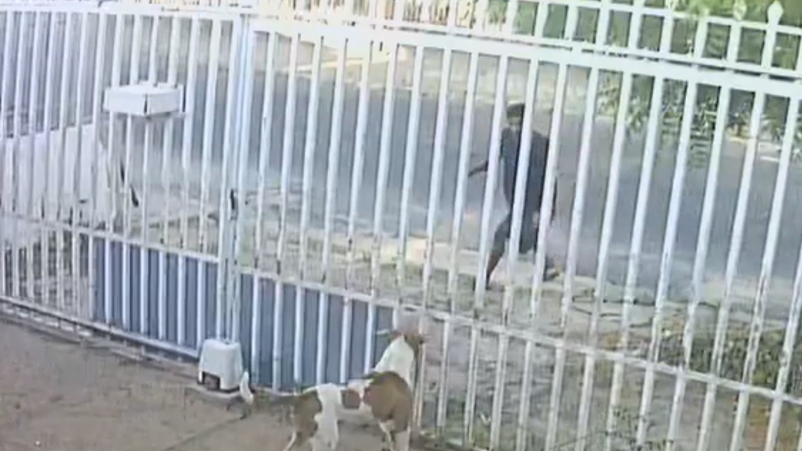 Polícia procura suspeito de se aproximar de portão gradeado e esfaquear dois cachorros na Zona Norte de Teresina