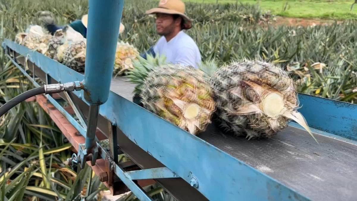 Clima ajuda e produtores comemoram safra de abacaxi | Nosso Campo